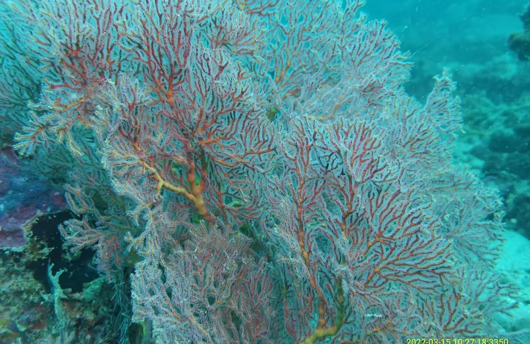 Perhentian Chomel Chalet-1