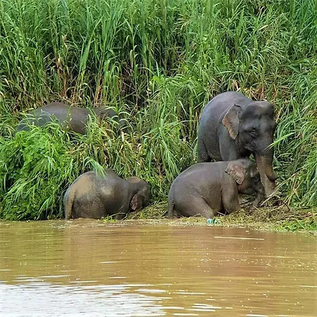 Kinabatangan Wildlife Lodge-2